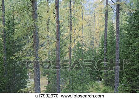 Forest. Cortina d'Ampezzo, Dolomites, Italy View Large Photo Image Stock Image - Forest. Cortina d'Ampezzo, Dolomites, Italy. Fotosearch