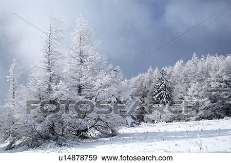 Forest covered in snow, Utsukushigahara, Nagano Prefecture, Japan View Large Photo Image Stock Photo - Forest covered in snow, Utsukushigahara, Nagano Prefecture, Japan. Fotosearch