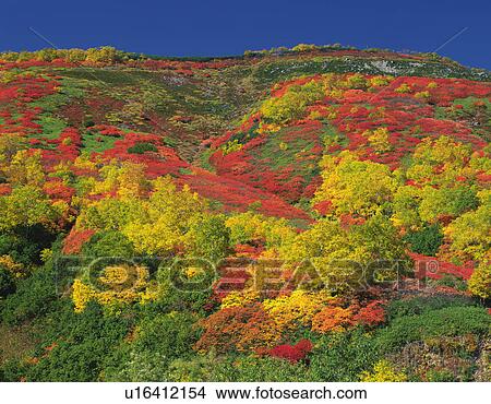 Forest during Autumn, Ginsendai, Kamikawa-machi, Hokkaido, Japan View Large Photo Image Picture - Forest during Autumn, Ginsendai, Kamikawa-machi, Hokkaido, Japan. Fotosearch