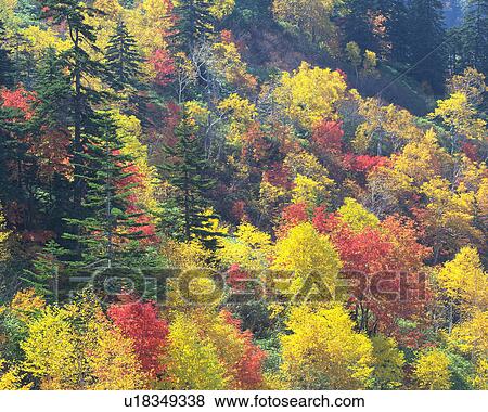 Stock Photo - Forest during Autumn, Kamifurano-machi, Hokkaido, Japan. Fotosearch
