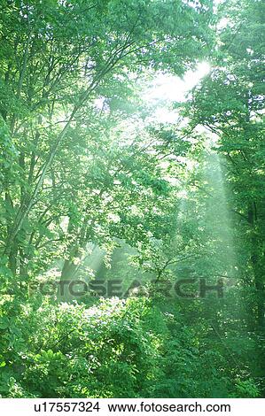 Picture - Forest, Gassan, Shonai-machi, Yamagata Prefecture, Japan. Fotosearch