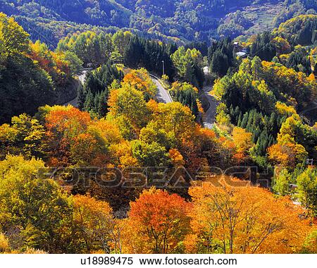 Forest in Autumn, Nagano Prefecture, Japan View Large Photo Image Stock Photography - Forest in Autumn, Nagano Prefecture, Japan. Fotosearch
