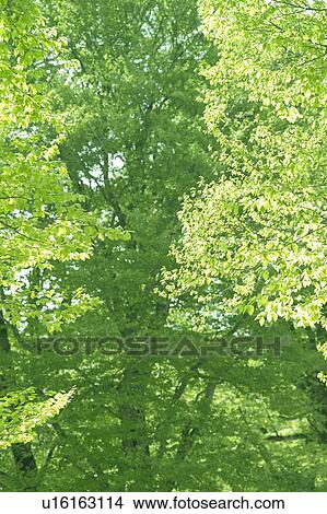 Forest View Large Photo Image Picture - Forest. Fotosearch