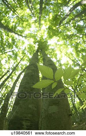 Stock Image - Forest. Fotosearch