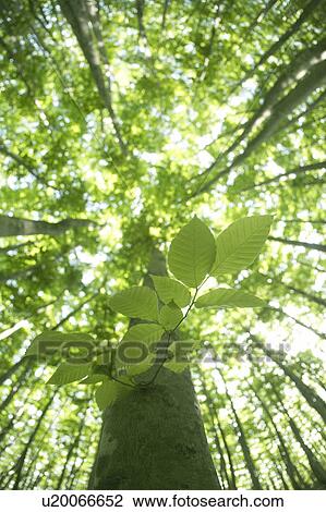 Stock Image - Forest. Fotosearch