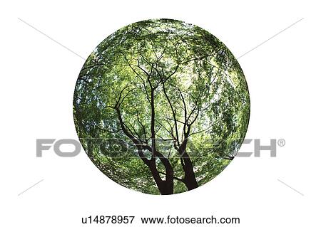 Stock Photo - Forest. Fotosearch