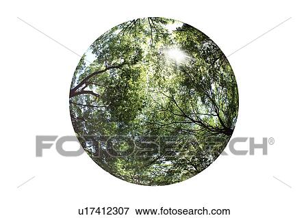 Stock Photo - Forest. Fotosearch