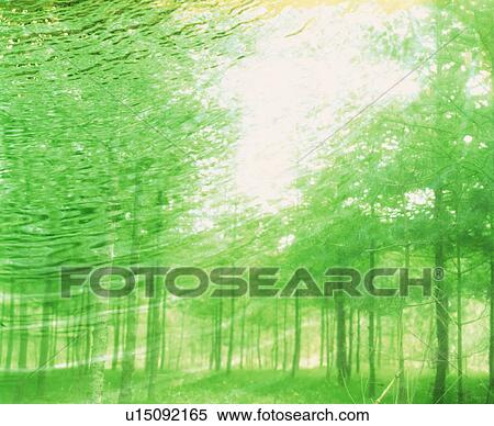 Stock Photography - Forest. Fotosearch