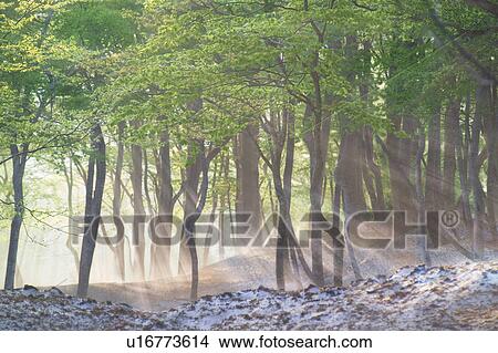 Picture - Forest with frosty ground. Yudono-san, Yamagata Prefecture, Japan. Fotosearch