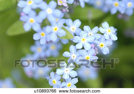 Forget-me-nots View Large Photo Image Stock Photograph - Forget-me-nots. Fotosearch