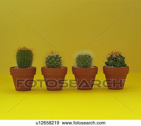 Stock Photo - Four cactuses in a row. Fotosearch