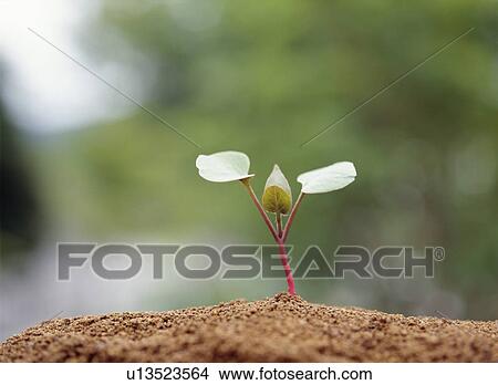 Four O'Clock flower sprout, Tochigi Prefecture, Japan View Large Photo Image Picture - Four O'Clock flower sprout, Tochigi Prefecture, Japan. Fotosearch
