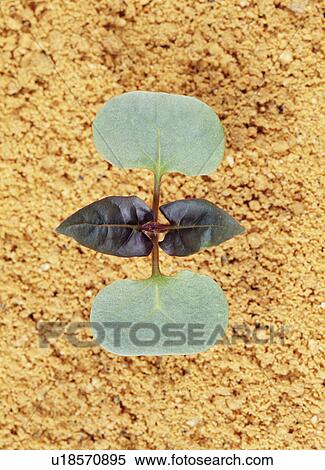 Stock Photography - Four O'Clock flower sprout, Tochigi Prefecture, Japan. Fotosearch