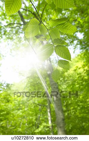 Fresh green leaves on tree, Mt. Hakkoda, Aomori Prefecture, Japan View Large Photo Image Stock Image - Fresh green leaves on tree, Mt. Hakkoda, Aomori Prefecture, Japan. Fotosearch