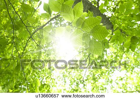 Stock Photo - Fresh green leaves on tree, Mt. Hakkoda, Aomori Prefecture, Japan. Fotosearch