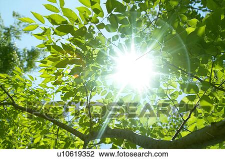 Fresh green View Large Photo Image Stock Image - Fresh green. Fotosearch