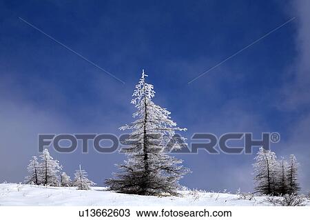 Frost covered larch trees in winter, Utsukushigahara, Nagano Prefecture, Japan View Large Photo Image Stock Image - Frost covered larch trees in winter, Utsukushigahara, Nagano Prefecture, Japan. Fotosearch