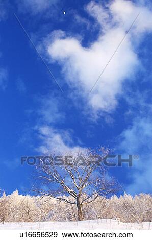 Stock Photo - Frost covered trees under a blue sky in winter, Kitashiobara, Fukushima Prefecture, Japan. Fotosearch