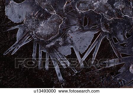 Stock Image - Frost on ground with icy leaves. Fotosearch