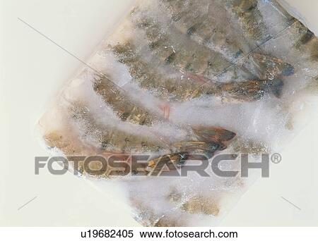 Stock Photography - Frozen shrimp. Fotosearch