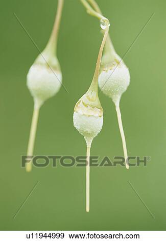 Stock Photo - Fruit of a Japanese snowbell tree, Yaita, Tochigi Prefecture, Japan. Fotosearch