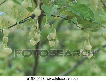 Stock Photo - Fruit of Japanese snowbell. Tochigi Prefecture, Japan. Fotosearch
