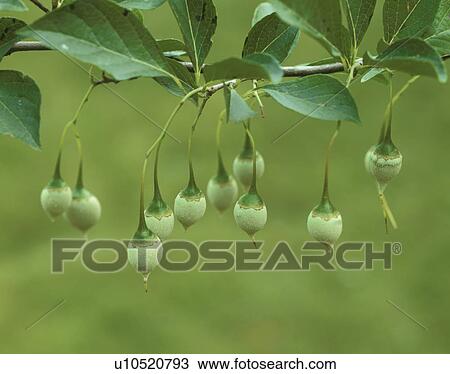 Stock Image - Fruit of Japanese snowbell. Yaita, Tochigi Prefecture, Japan. Fotosearch
