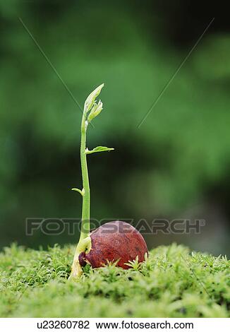 Fuji apple sprout View Large Photo Image Stock Image - Fuji apple sprout. Fotosearch