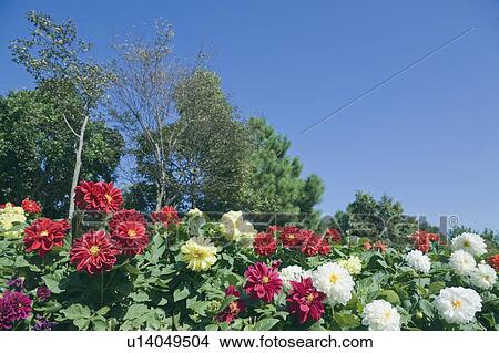 Picture - Garden of dahlias. Fotosearch