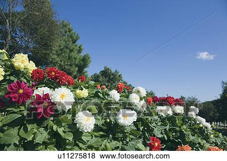 Stock Photo - Garden of dahlias. Fotosearch
