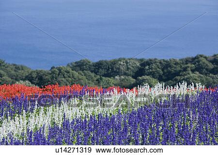 Garden of salvia with the ocean and trees in the distance View Large Photo Image Stock Photo - Garden of salvia with the ocean and trees in the distance. Fotosearch