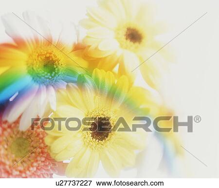 Stock Photo - Gerbera daisies and a rainbow. Fotosearch