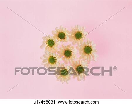 Gerbera daisies View Large Photo Image Stock Image - Gerbera daisies. Fotosearch