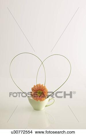 Gerbera in a coffee cup View Large Photo Image Picture - Gerbera in a coffee cup. Fotosearch