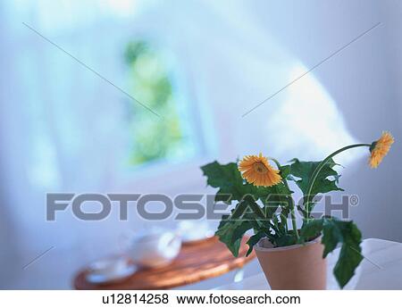Gerbera near open window View Large Photo Image Stock Photo - Gerbera near open window. Fotosearch