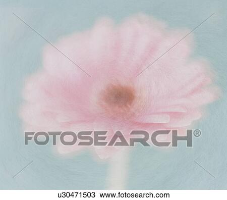Gerbera View Large Photo Image Stock Image - Gerbera. Fotosearch