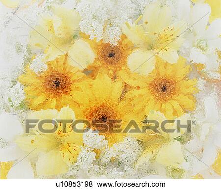 Stock Photo - Gerbera. Fotosearch