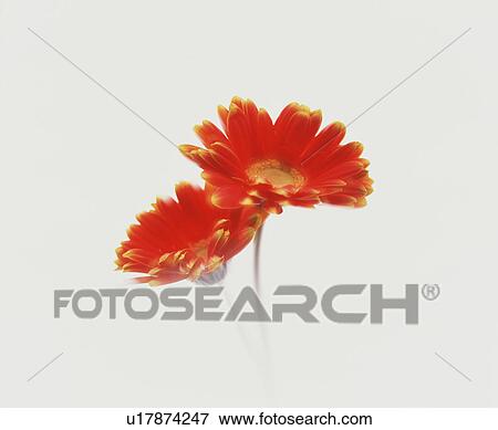 Stock Photo - Gerbera. Fotosearch