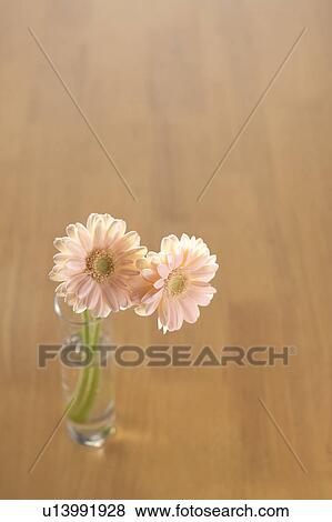 Gerberas in a vase View Large Photo Image Stock Photo - Gerberas in a vase. Fotosearch