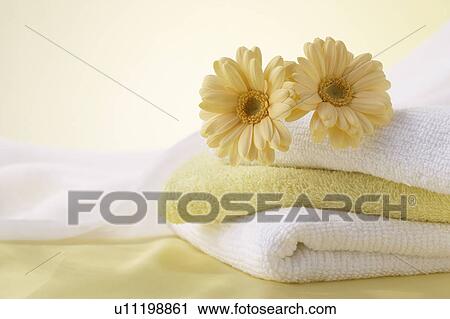 Gerberas on a stack of towels View Large Photo Image Stock Image - Gerberas on a stack of towels. Fotosearch