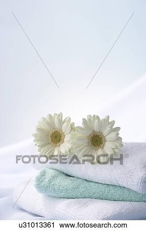 Gerberas on a stack of towels View Large Photo Image Stock Image - Gerberas on a stack of towels. Fotosearch
