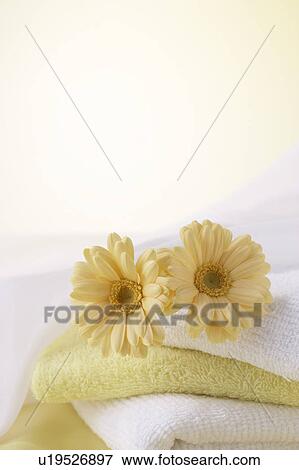 Gerberas on a stack of towels View Large Photo Image Stock Photo - Gerberas on a stack of towels. Fotosearch