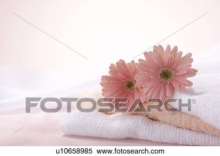 Gerberas on a stack of towels View Large Photo Image Stock Photography - Gerberas on a stack of towels. Fotosearch