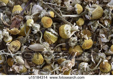 German chamomile tea leaves View Large Photo Image Picture - German chamomile tea leaves. Fotosearch