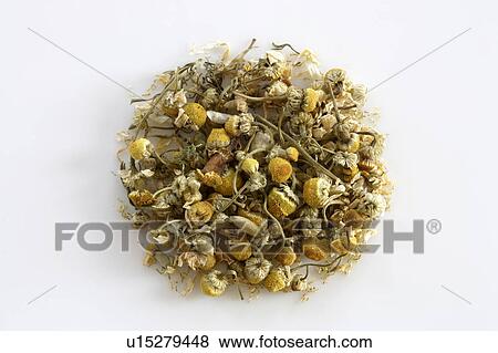 German chamomile tea leaves View Large Photo Image Stock Photo - German chamomile tea leaves. Fotosearch