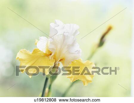 German iris View Large Photo Image Stock Photo - German iris. Fotosearch