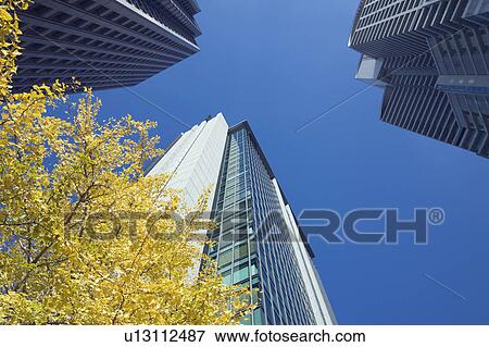 Ginkgo tree and skyscrapers. Kita-ku, Osaka, Japan View Large Photo Image Stock Photo - Ginkgo tree and skyscrapers. Kita-ku, Osaka, Japan. Fotosearch