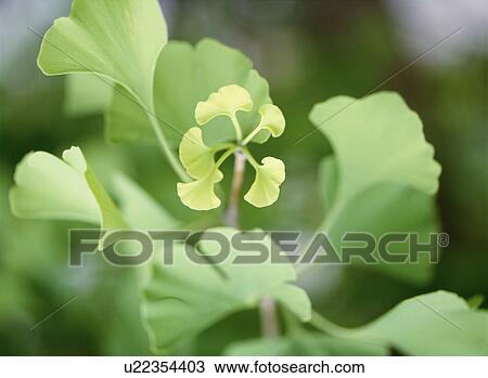 Ginkgo tree leaves. Yaita, Tochigi Prefecture, Japan View Large Photo Image Stock Image - Ginkgo tree leaves. Yaita, Tochigi Prefecture, Japan. Fotosearch