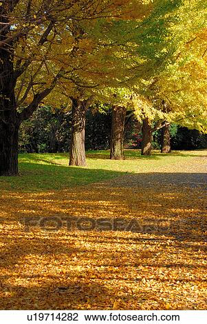 Ginkgo trees during Autumn, Tachikawa-shi, Tokyo Japan View Large Photo Image Stock Image - Ginkgo trees during Autumn, Tachikawa-shi, Tokyo Japan. Fotosearch