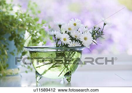Glass bowl of daisies by a window View Large Photo Image Stock Image - Glass bowl of daisies by a window. Fotosearch